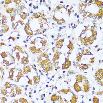 Immunohistochemistry of paraffin-embedded Human stomach using ATP5I Polyclonal Antibody at dilution of  1:100 (40x lens).