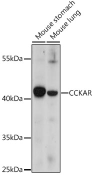 Western blot analysis of extracts of various cell lines using CCKAR Polyclonal Antibody at dilution of 1:1000.
