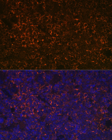 Immunofluorescence analysis of Mouse spleen using CD38 Polyclonal Antibody at dilution of  1:100. Blue: DAPI for nuclear staining.