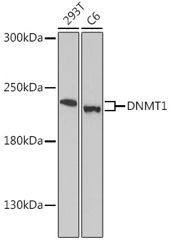 Western blot analysis of extracts of various cell lines using DNMT1 Polyclonal Antibody at dilution of 1:1000.