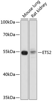 Western blot analysis of extracts of various cell lines using ETS2 Polyclonal Antibody at dilution of 1:1000.