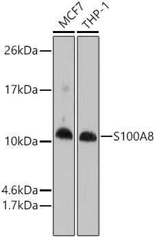 Western blot analysis of extracts of various cell lines using S100A8 Polyclonal Antibody at dilution of 1:1000.
