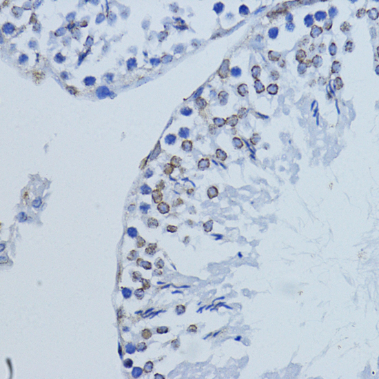 Immunohistochemistry of paraffin-embedded Rat testis using LMNB1 Polyclonal Antibody at dilution of  1:200 (40x lens).