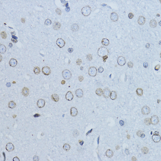 Immunohistochemistry of paraffin-embedded Rat brain using LMNB1 Polyclonal Antibody at dilution of  1:200 (40x lens).