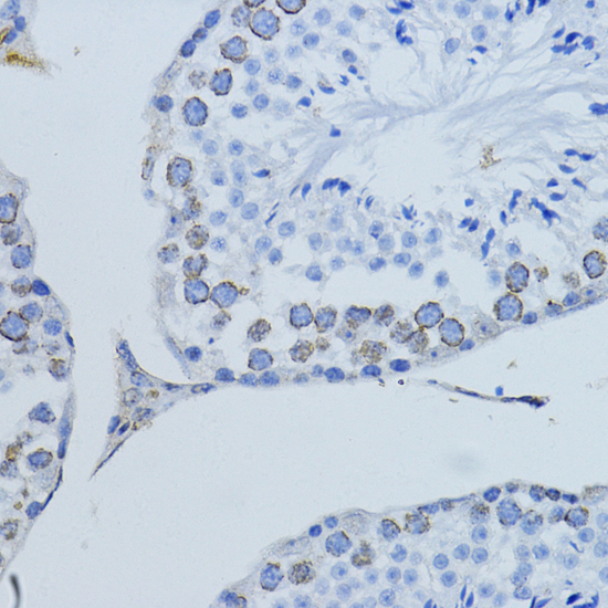 Immunohistochemistry of paraffin-embedded Mouse testis using LMNB1 Polyclonal Antibody at dilution of  1:200 (40x lens).