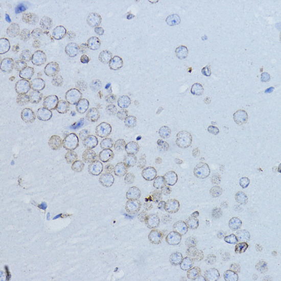 Immunohistochemistry of paraffin-embedded Mouse brain using LMNB1 Polyclonal Antibody at dilution of  1:200 (40x lens).