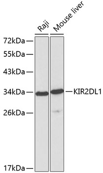 Western blot analysis of extracts of various cell lines using KIR2DL1 Polyclonal Antibody at dilution of 1:1000.