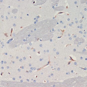 Immunohistochemistry of paraffin-embedded Mouse brain using THBS1 Polyclonal Antibody at dilution of  1:200 (40x lens).