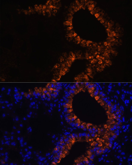 Immunofluorescence analysis of Mouse lung cells using SCGB1A1 Polyclonal Antibody at dilution of  1:100. Blue: DAPI for nuclear staining.