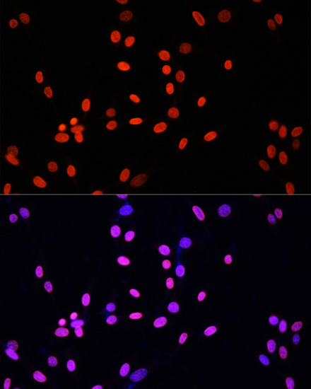 Immunofluorescence analysis of NIH/3T3 cells using Histone H4 Polyclonal Antibody at dilution of  1:100. Blue: DAPI for nuclear staining.