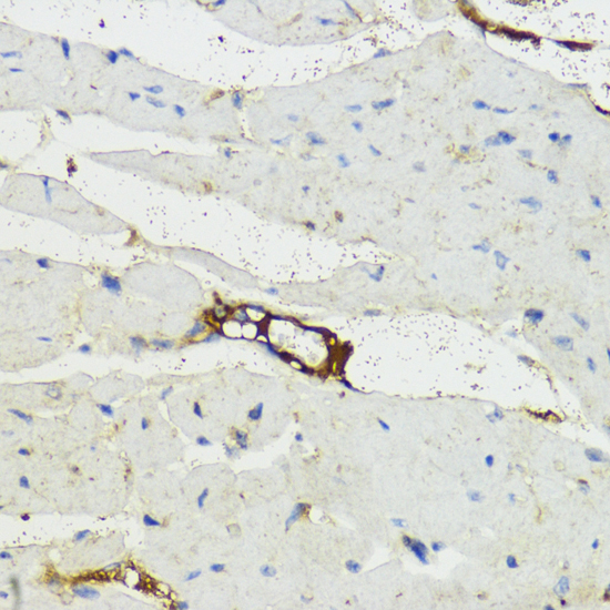 Immunohistochemistry of paraffin-embedded Mouse heart using Complement Factor B Polyclonal Antibody at dilution of  1:200 (40x lens).