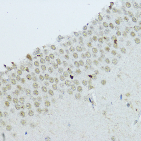 Immunohistochemistry of paraffin-embedded Rat brain using NR1I3 Polyclonal Antibody at dilution of  1:200 (40x lens).