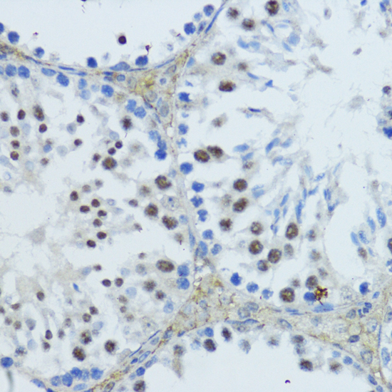 Immunohistochemistry of paraffin-embedded Mouse testis using NR1I3 Polyclonal Antibody at dilution of  1:200 (40x lens).