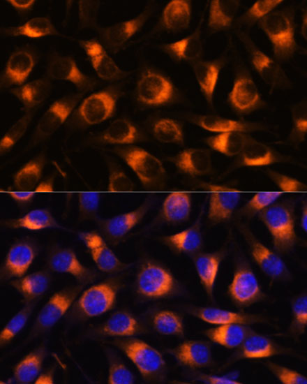 Immunofluorescence analysis of L929 cells using VAT1 Polyclonal Antibody at dilution of  1:100. Blue: DAPI for nuclear staining.