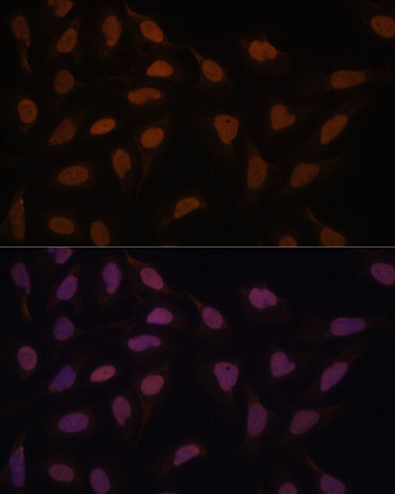 Immunofluorescence analysis of U-2 OS cells using FCF1 Polyclonal Antibody at dilution of  1:100. Blue: DAPI for nuclear staining.