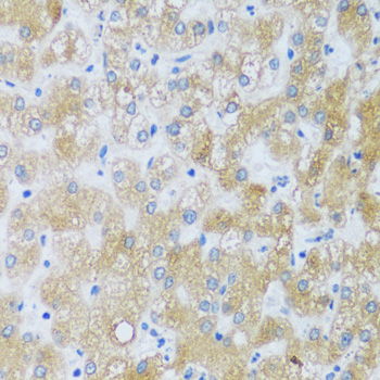 Immunohistochemistry of paraffin-embedded Human liver using ASB4 Polyclonal Antibody at dilution of  1:100 (40x lens).