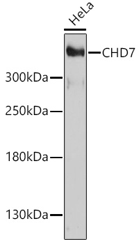 Western blot analysis of extracts of HeLa cells using CHD7 Polyclonal Antibody at dilution of 1:1000.