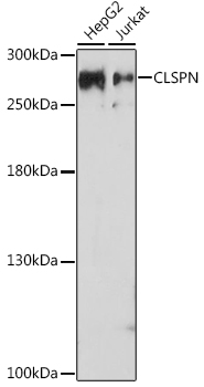 Western blot analysis of extracts of various cell lines using CLSPN Polyclonal Antibody at dilution of 1:1000.