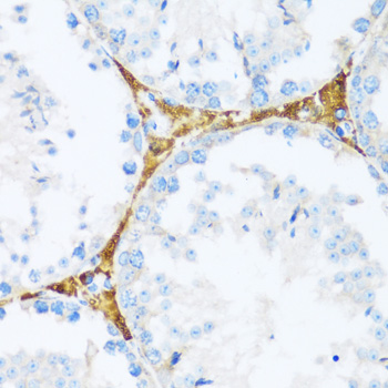 Immunohistochemistry of paraffin-embedded Mouse testis using BRSK1 Polyclonal Antibody at dilution of  1:100 (40x lens).