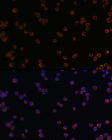 Immunofluorescence analysis of Raw264.7 cells using YKL-40 / CHI3L1 Polyclonal Antibody at dilution of  1:100. Blue: DAPI for nuclear staining.