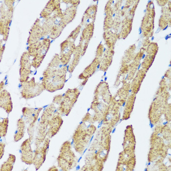 Immunohistochemistry of paraffin-embedded Rat heart using MAPK1/MAPK3 Polyclonal Antibody at dilution of  1:200 (40x lens).