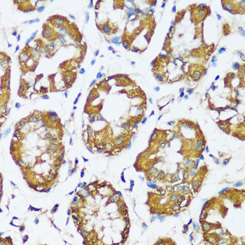 Immunohistochemistry of paraffin-embedded Human stomach using MAPK1/MAPK3 Polyclonal Antibody at dilution of  1:200 (40x lens).