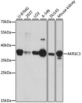 Western blot analysis of extracts of various cell lines using AKR1C3 Polyclonal Antibody at dilution of 1:1000.