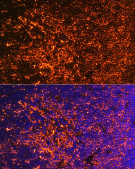 Immunofluorescence analysis of Mouse thymus using ICOS Polyclonal Antibody at dilution of  1:100. Blue: DAPI for nuclear staining.