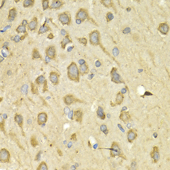 Immunohistochemistry of paraffin-embedded Rat brain using IL10RA Polyclonal Antibody at dilution of  1:200 (40x lens).