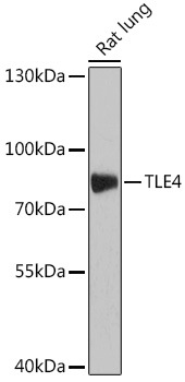 Western blot analysis of extracts of Rat lung using TLE4 Polyclonal Antibody at dilution of 1:1000.