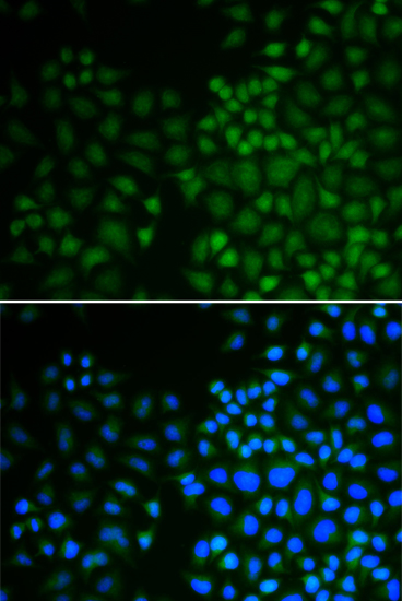 Immunofluorescence analysis of U2OS cells using NR0B2 Polyclonal Antibody