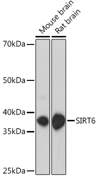Western blot analysis of extracts of various cell lines using SIRT6 Polyclonal Antibody at dilution of 1:1000.
