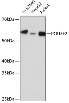 Western blot analysis of extracts of various cell lines using POU3F2 Polyclonal Antibody at dilution of 1:1000.