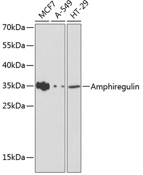 Western blot analysis of extracts of various cell lines using Amphiregulin Polyclonal Antibody at dilution of 1:1000.