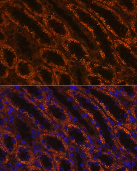 Immunofluorescence analysis of Rat kidney using LAMC2 Polyclonal Antibody at dilution of  1:100 (40x lens). Blue: DAPI for nuclear staining.