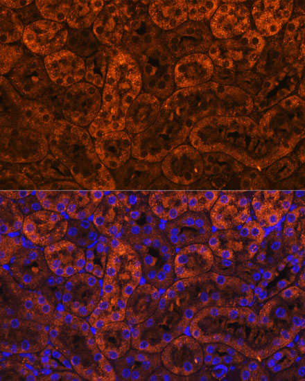 Immunofluorescence analysis of Mouse kidney using LAMC2 Polyclonal Antibody at dilution of  1:100 (40x lens). Blue: DAPI for nuclear staining.