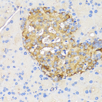Immunohistochemistry of paraffin-embedded Rat pancreatic islet using INS Polyclonal Antibody at dilution of  1:50 (40x lens).