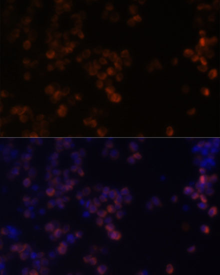 Immunofluorescence analysis of Raw264.7 cells using ZYX Polyclonal Antibody at dilution of  1:100. Blue: DAPI for nuclear staining.