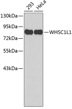 Western blot analysis of extracts of various cell lines using WHSC1L1 Polyclonal Antibody.