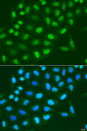 Immunofluorescence analysis of U2OS cells using Histone H3 Polyclonal Antibody at dilution of  1:100. Blue: DAPI for nuclear staining.