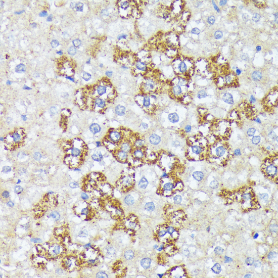 Immunohistochemistry of paraffin-embedded Rat liver using WNT1 Polyclonal Antibody at dilution of  1:100 (40x lens).
