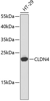 Western blot analysis of extracts of HT-29 cells using CLDN4 Polyclonal Antibody.