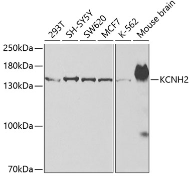 Western blot analysis of extracts of various cell lines using KCNH2 Polyclonal Antibody at dilution of 1:500.