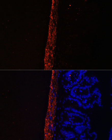 Immunofluorescence analysis of Mouse intestine using MYL9 Polyclonal Antibody at dilution of  1:100. Blue: DAPI for nuclear staining.