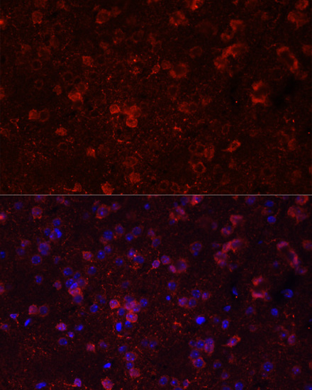 Immunofluorescence analysis of Mouse brain using GRIN2B Polyclonal Antibody at dilution of  1:100. Blue: DAPI for nuclear staining.