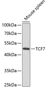 Western blot analysis of extracts of Mouse spleen using TCF7 Polyclonal Antibody at dilution of 1:300.