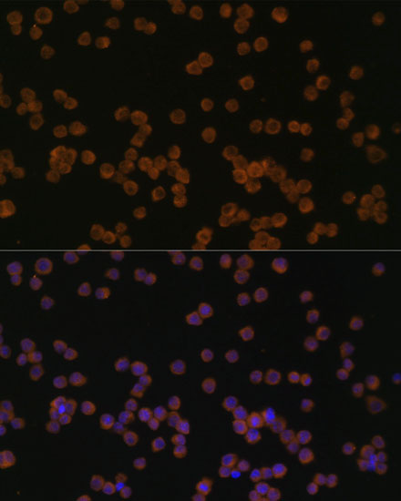 Immunofluorescence analysis of Raw264.7 cells using YKL-40 / CHI3L1 Polyclonal Antibody at dilution of  1:100. Blue: DAPI for nuclear staining.