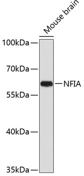 Western blot analysis of extracts of Mouse brain using NFIA Polyclonal Antibody at dilution of 1:1000.