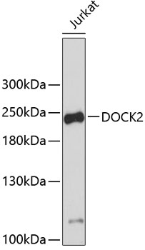 Western blot analysis of extracts of Jurkat cells using DOCK2 Polyclonal Antibody.