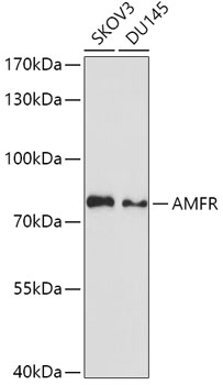 Western blot analysis of extracts of various cell lines using AMFR Polyclonal Antibody at dilution of 1:1000.